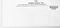 Aecidium lactucae image
